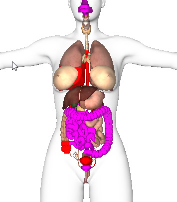 Organe